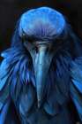 Close-up of blue bird Art Print